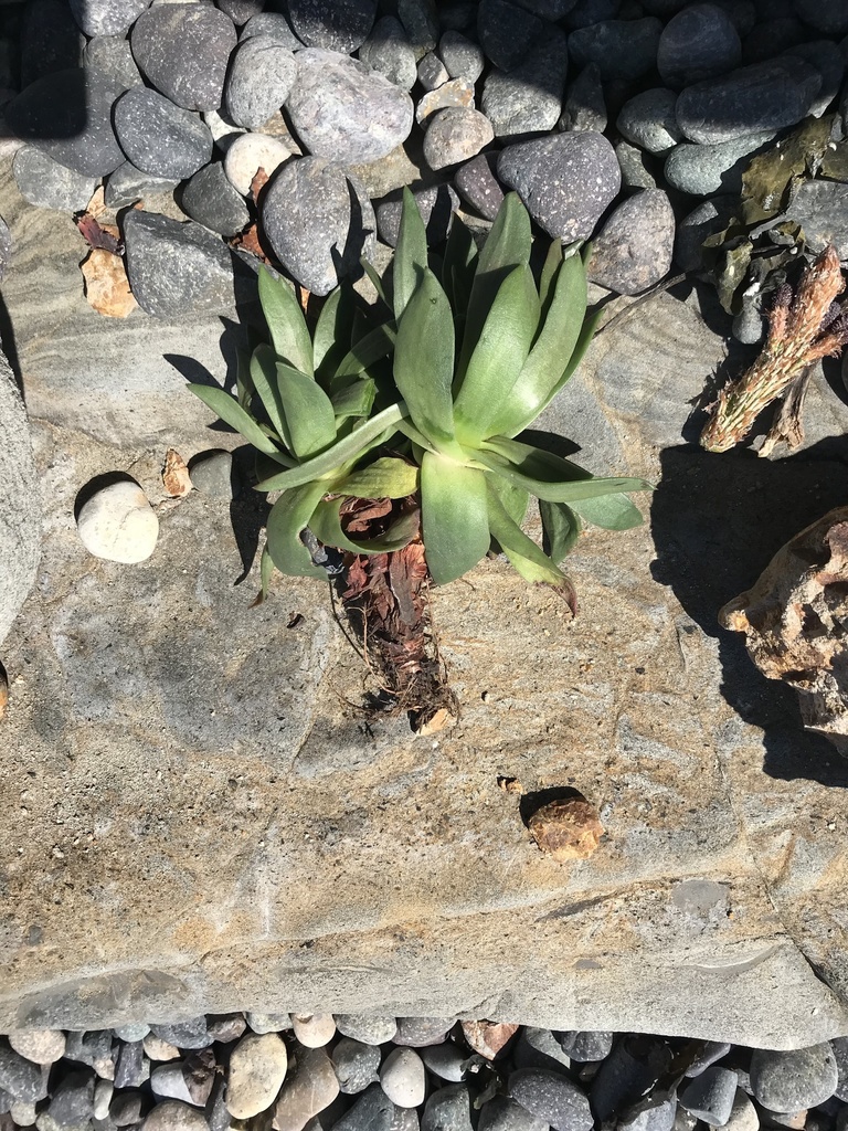 Dudleya caespitosa