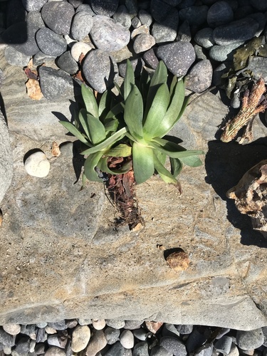 Dudleya cespitosa