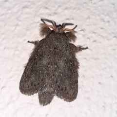 Euglyphis melancholica
