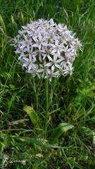 Allium nigrum