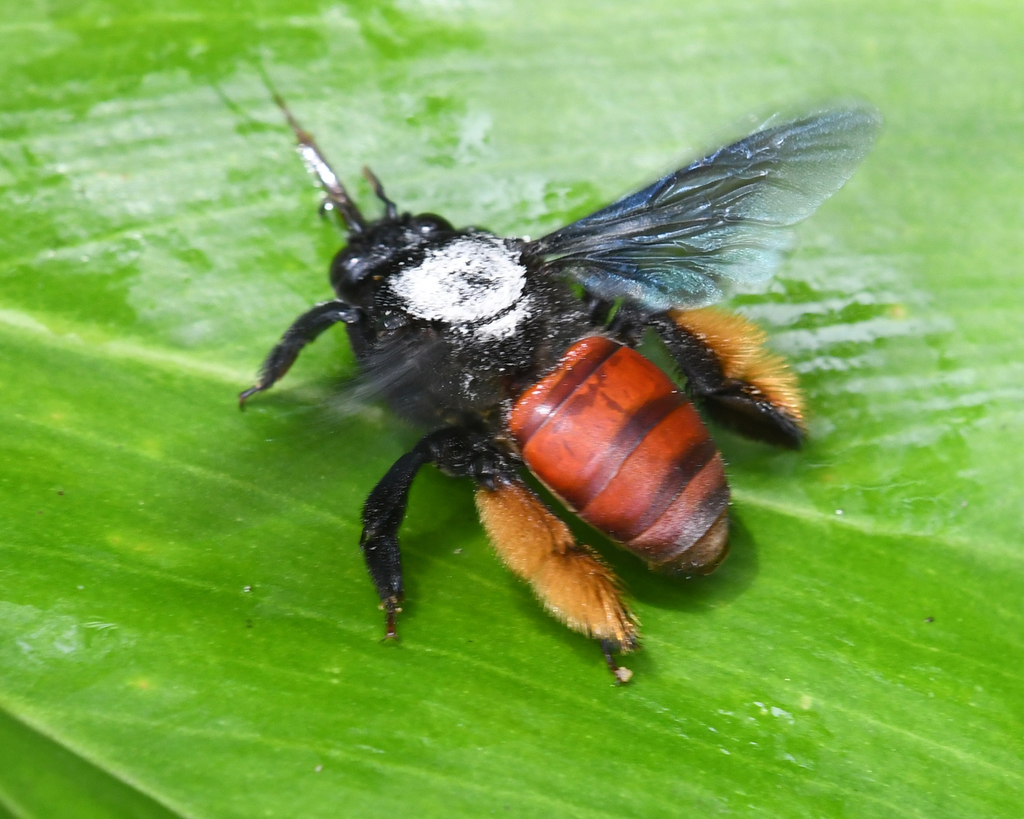 Epicharis conica