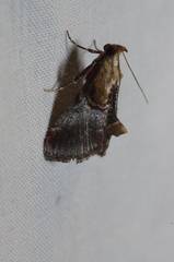 Cacozelia basiochrealis