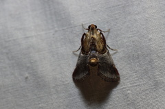 Cacozelia basiochrealis