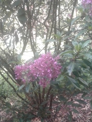 Fuchsia arborescens