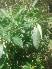 Brugmansia sanguinea