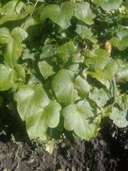 Astianthus viminalis
