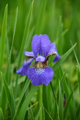 Iris sanguinea