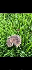 Fungi