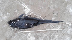 Eastern Pacific Ghostshark photo 2