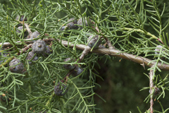 Cupressus benthamii