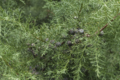 Cupressus benthamii