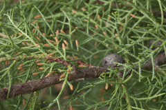 Cupressus benthamii