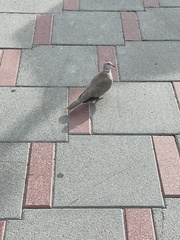 Streptopelia decaocto