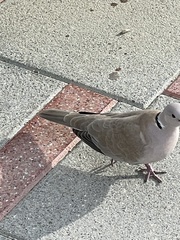 Streptopelia decaocto
