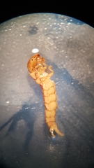 Polycentropus