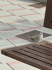 Streptopelia decaocto