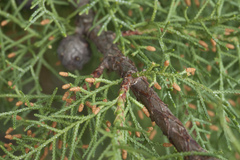 Cupressus benthamii