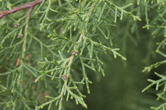 Cupressus benthamii