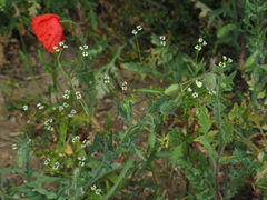 Valerianella dentata