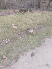 Alopochen aegyptiaca