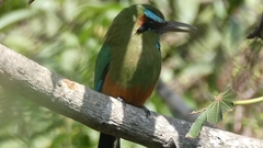 Eumomota superciliosa