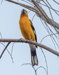 Pheucticus chrysopeplus