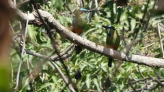 Eumomota superciliosa