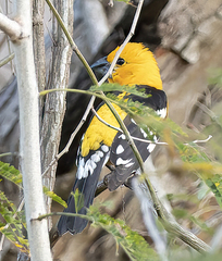 Pheucticus chrysopeplus