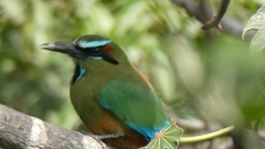 Eumomota superciliosa