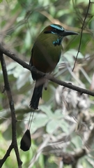 Eumomota superciliosa