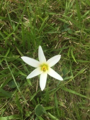 Zephyranthes mesochloa