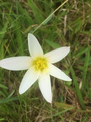 Zephyranthes mesochloa