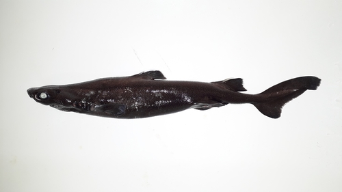 Granular dogfish (Centroscyllium granulatum) — Etmopteridae — 3
