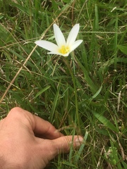 Zephyranthes mesochloa