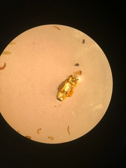 Goeridae