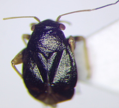 Halticus pusillus