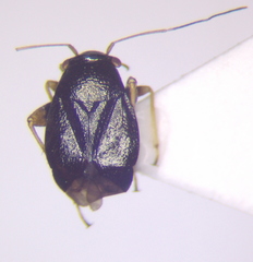 Halticus pusillus
