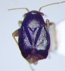 Halticus pusillus