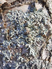 Hypogymnia farinacea