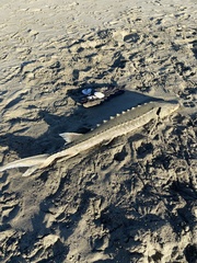 Acipenser medirostris