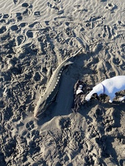 Acipenser medirostris