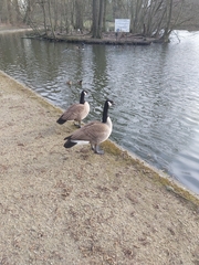 Branta canadensis