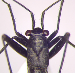 Anapus freyi