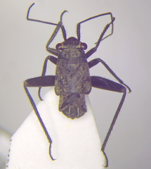 Anapus freyi