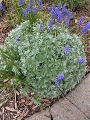 Artemisia schmidtiana
