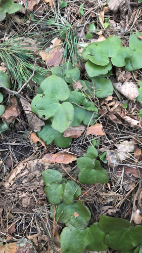 Triskiautė žibuoklė