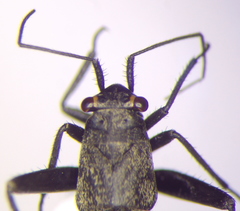 Anapus freyi