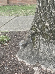 Sciurus carolinensis