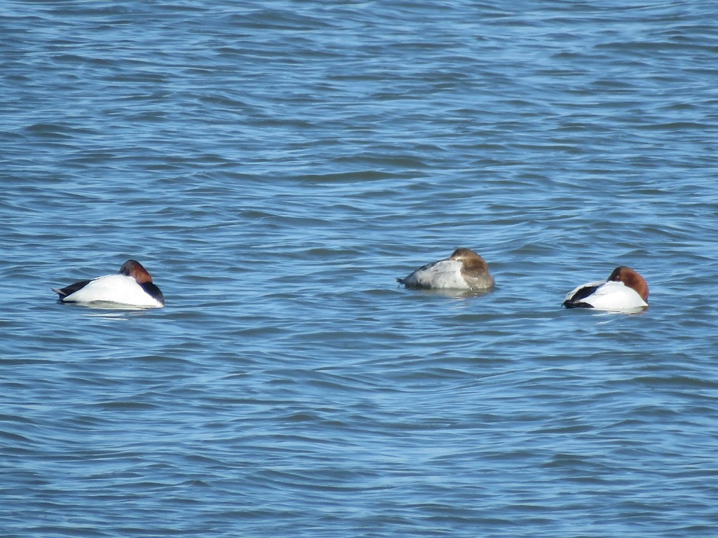 Canvasback from Hart Miller Island, Maryland, USA on February 09, 2022