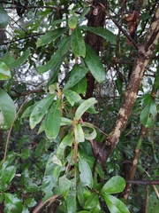 Photinia bodinieri